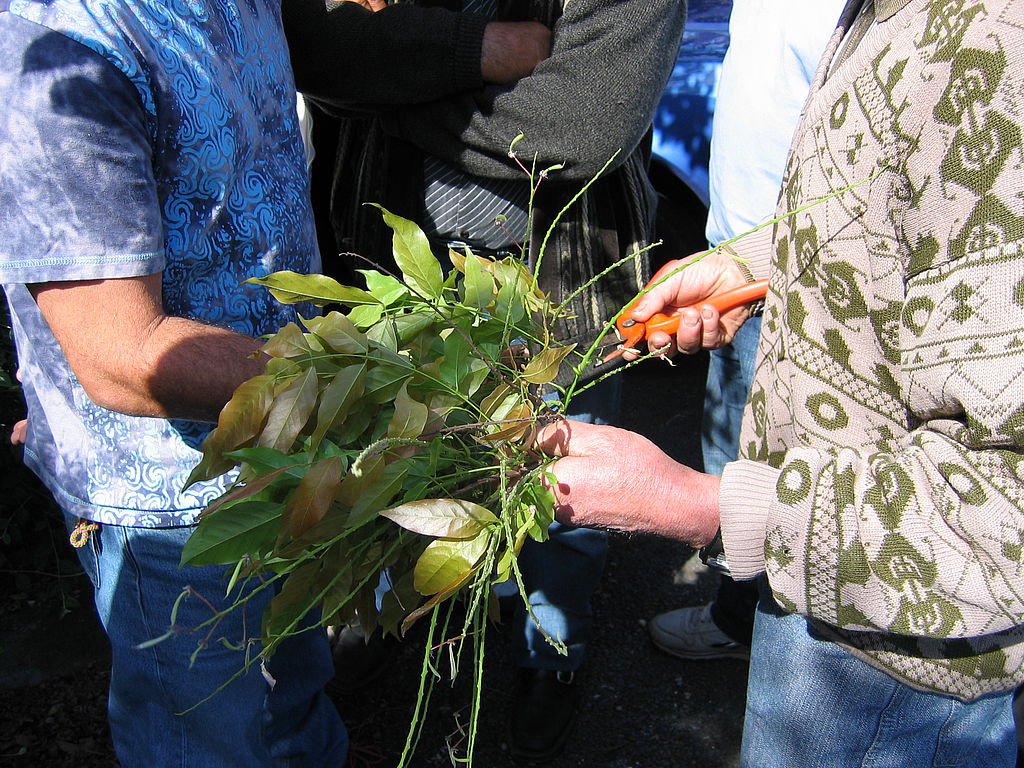 ADAV33 - Formation à la taille de la vigne Gens du Voyage